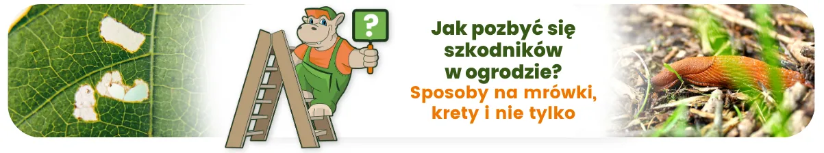 Jak pozbyć się szkodników w ogrodzie? Sposoby na mrówki, krety i nie tylko